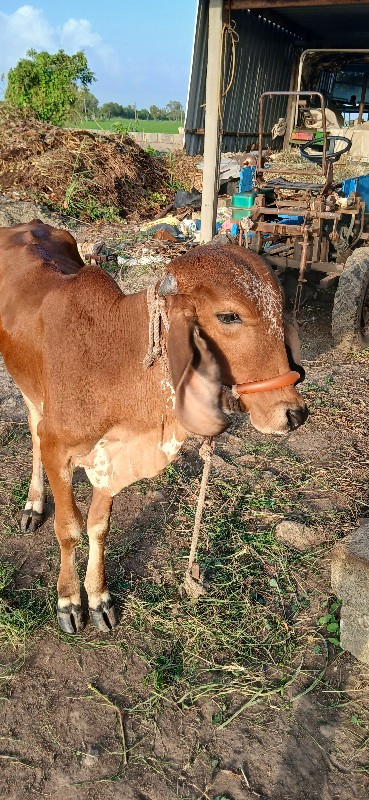 વૉડકી વેચવા નીલ...