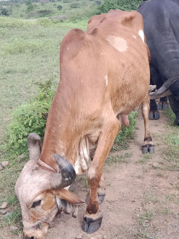 ગાય વેચવાની છે