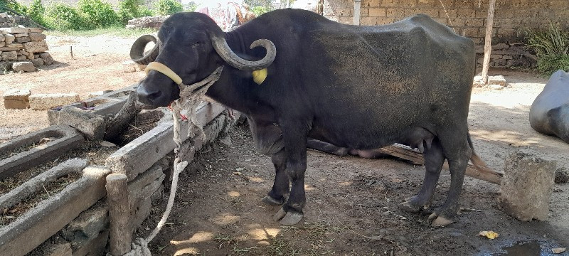 માહિતી  વાસીને...