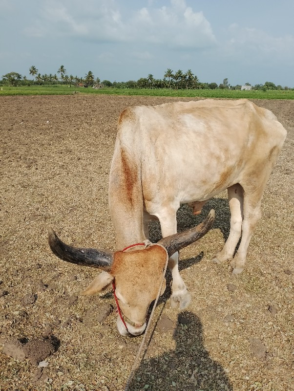 બળદ વેચવાનો છે