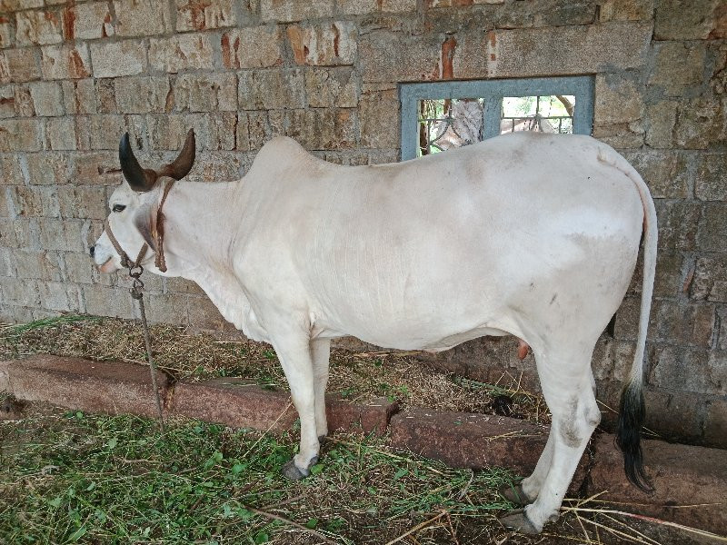 કાકરેજ