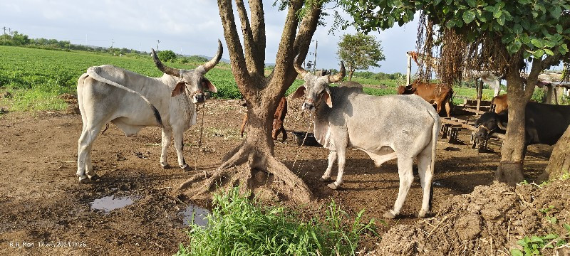 બળદ વેચવાના છે