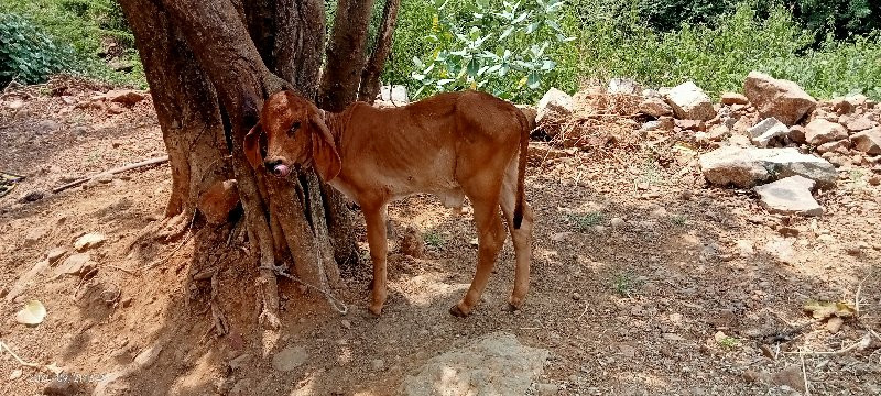 ગાય વેચવાની છે...