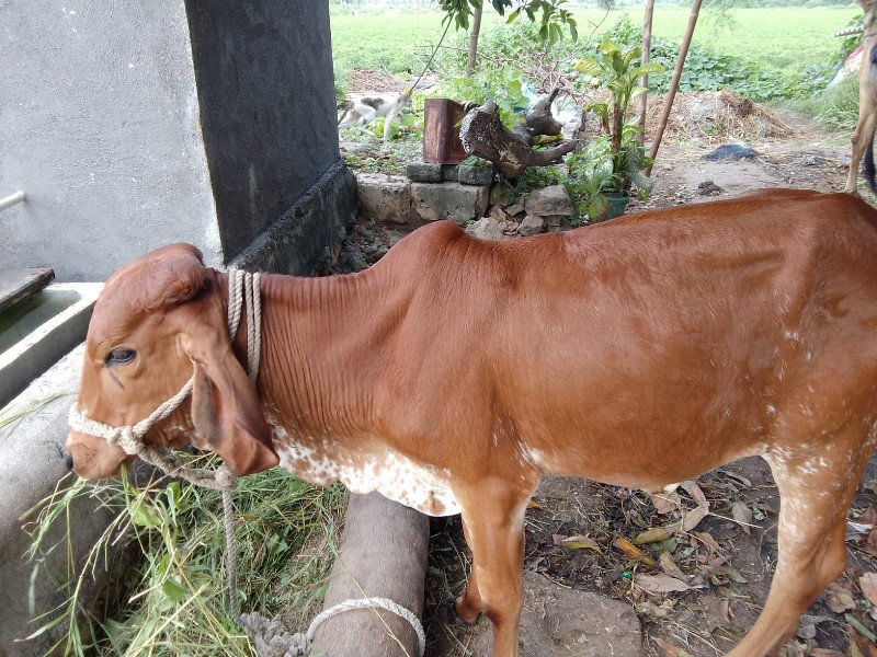 વાછરડી વેચવાની...