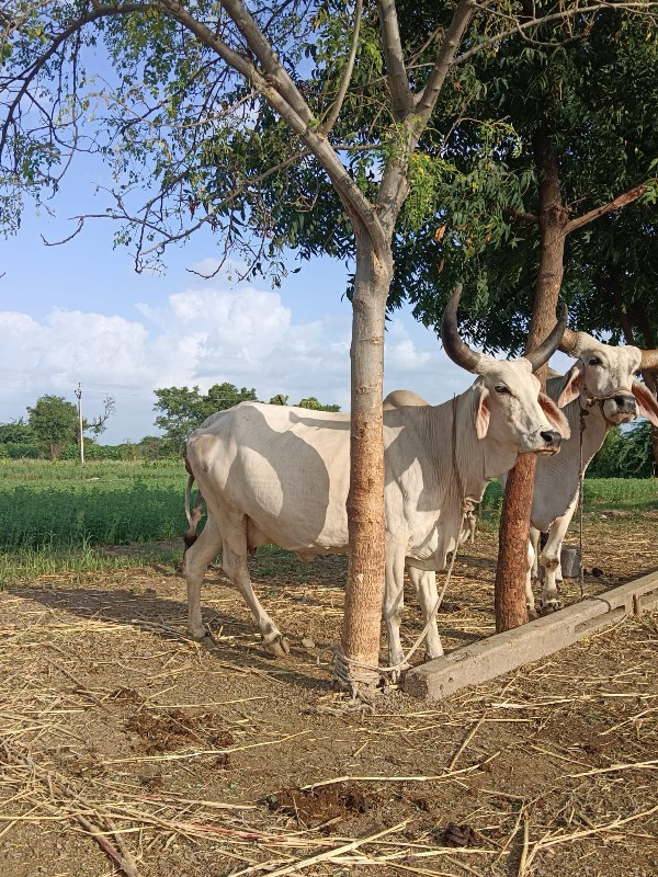 ગાય વેચવા ની છે