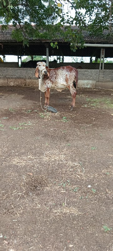 ગીર કાબરી વાછરડ...