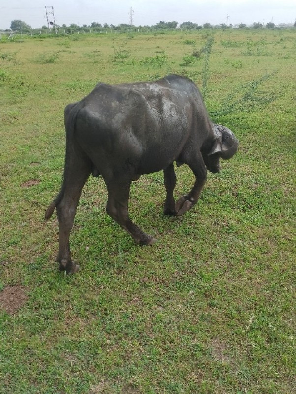 પાડો વેશવાનો સે