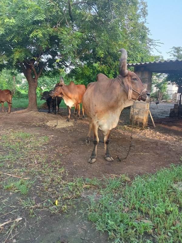 બળદ વેસવાના છે