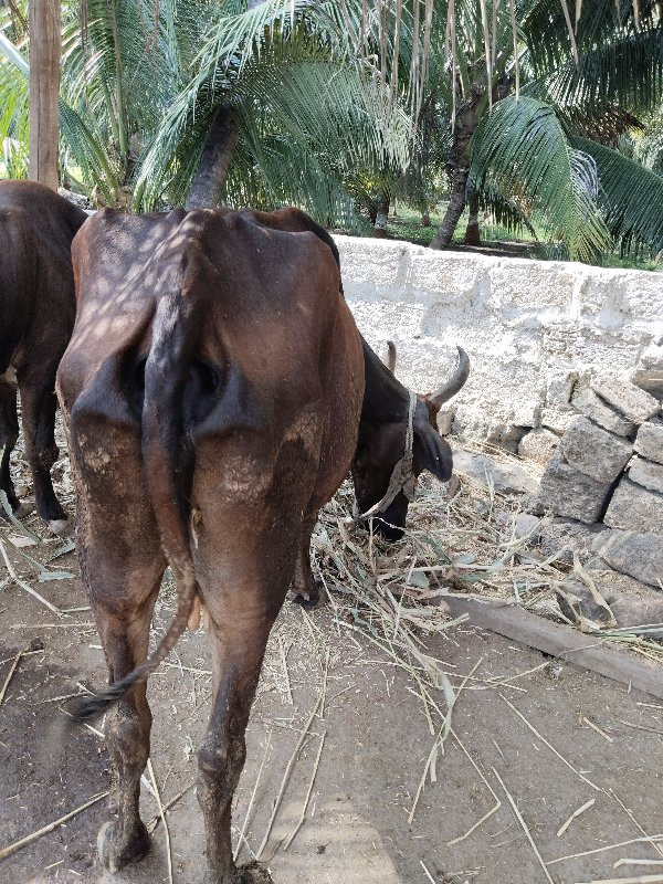 ગાય વેચવાની છે