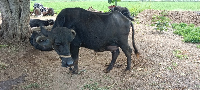 ભેંશ વેચવા ની છ...