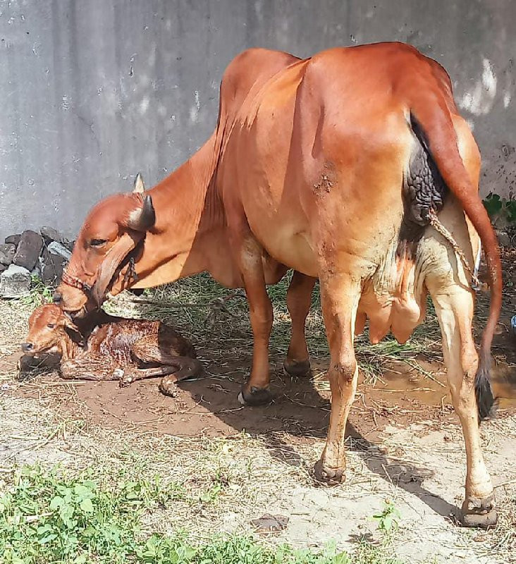 ગીરહોડકીવેચવાની