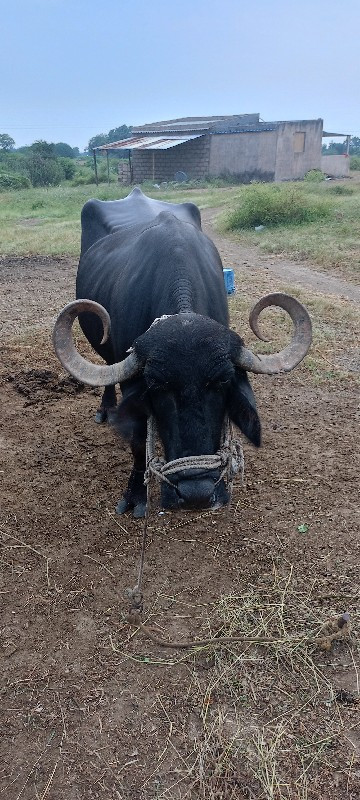 આ બે ભેંસ વેચવા...