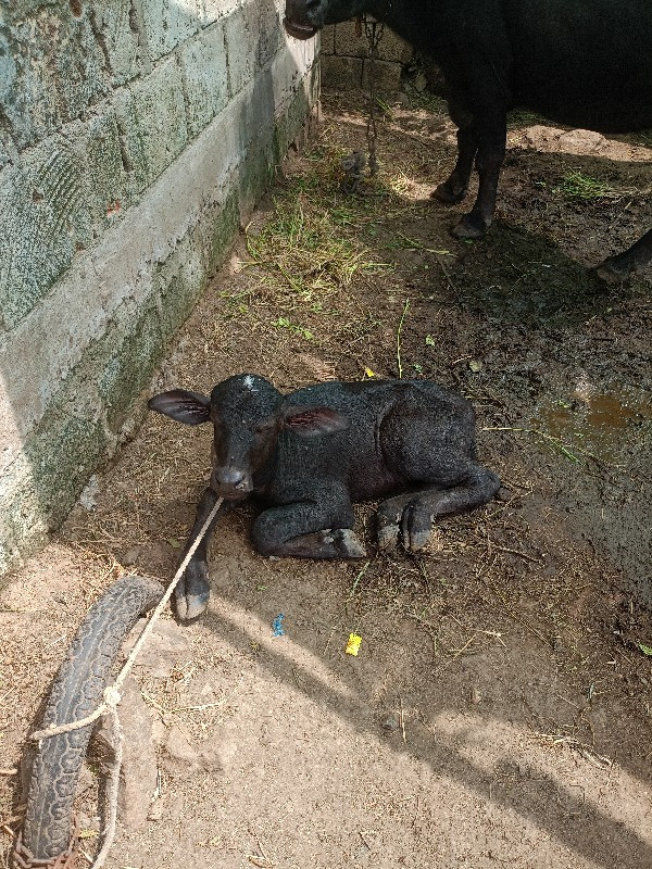 ભેંસ વેચવાની છે...