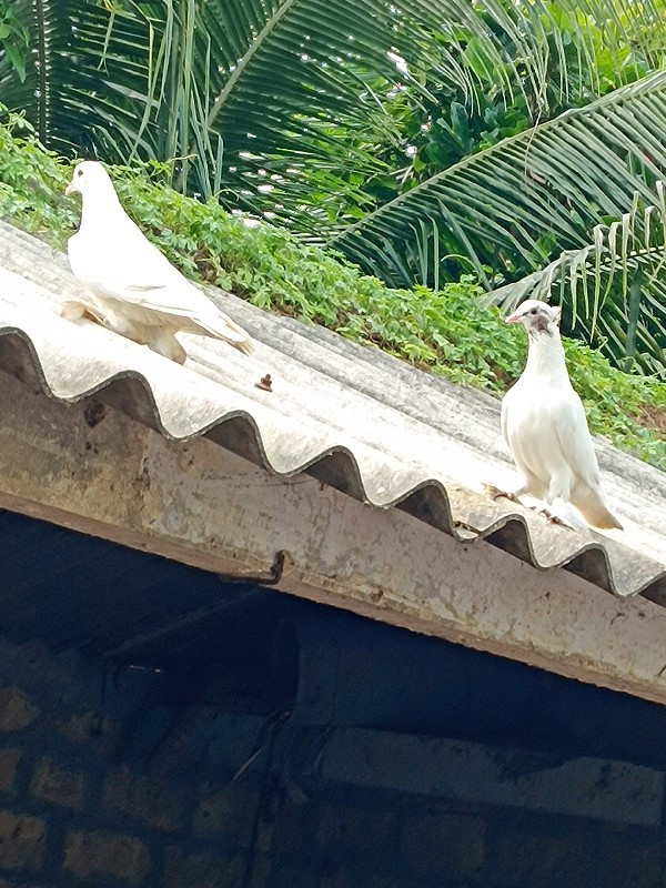 કબુતર વહેંચવાના...