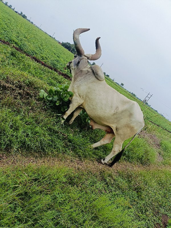 બળદ વેચવાના છે