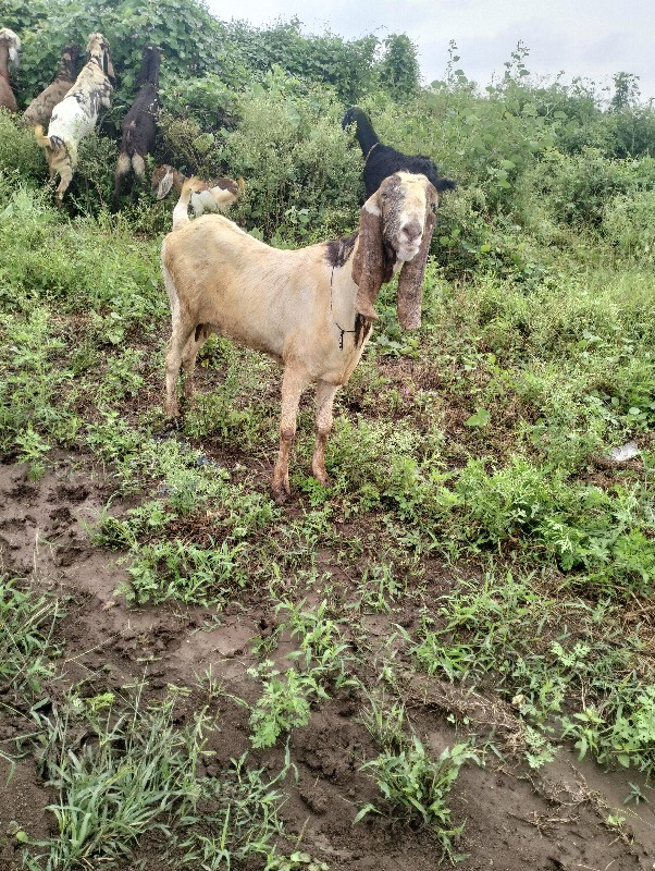 બગસરા