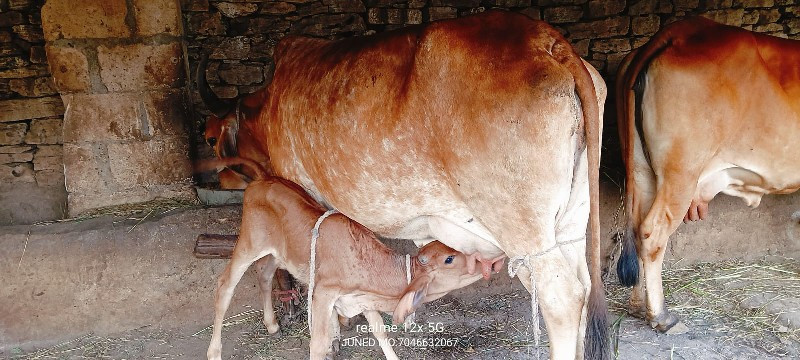 ગાય વેચવાની છે