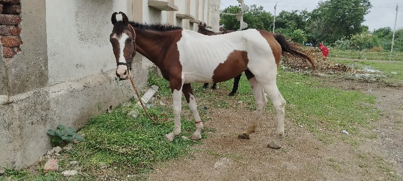 ઘોડી સે