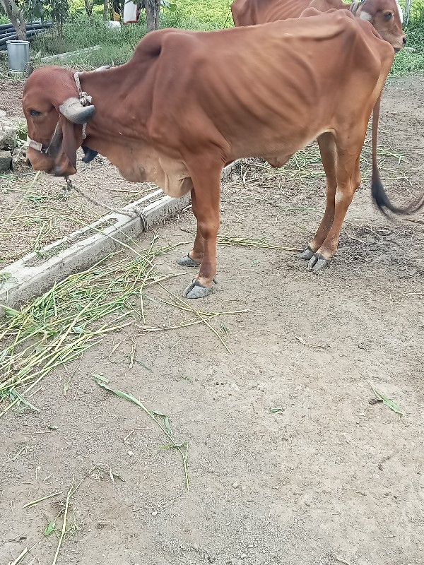 એક ગાય ને હોડકી...