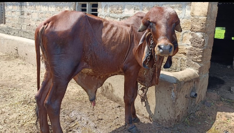 ઓરીજનલ ગીર બુલ...