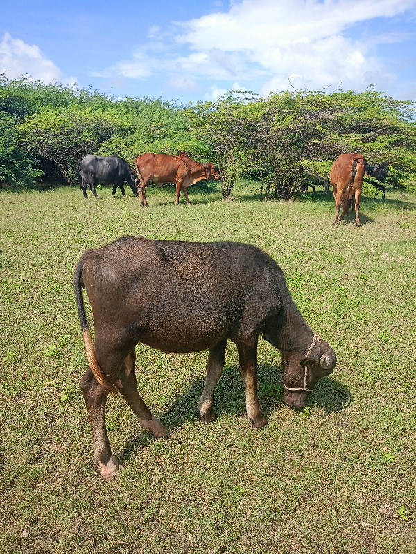 પાડી વેચવાની છે