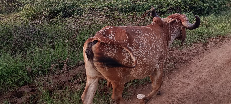 ગાય 🐮