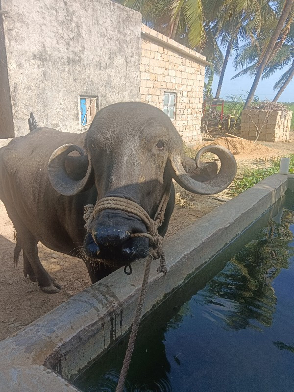 ખડેલી બેસવાની છ...