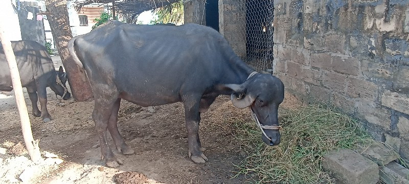 ભેસ 1 વેતર