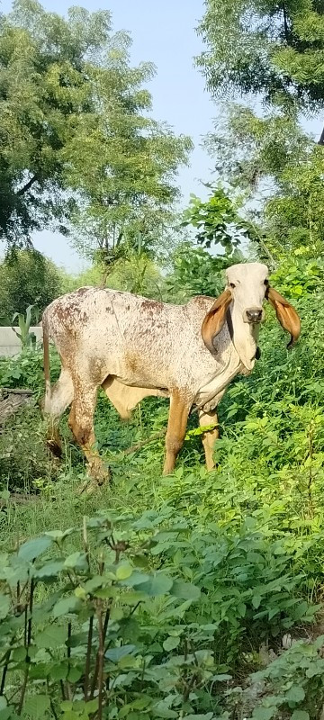 ખુંટ માટે આપવાન...