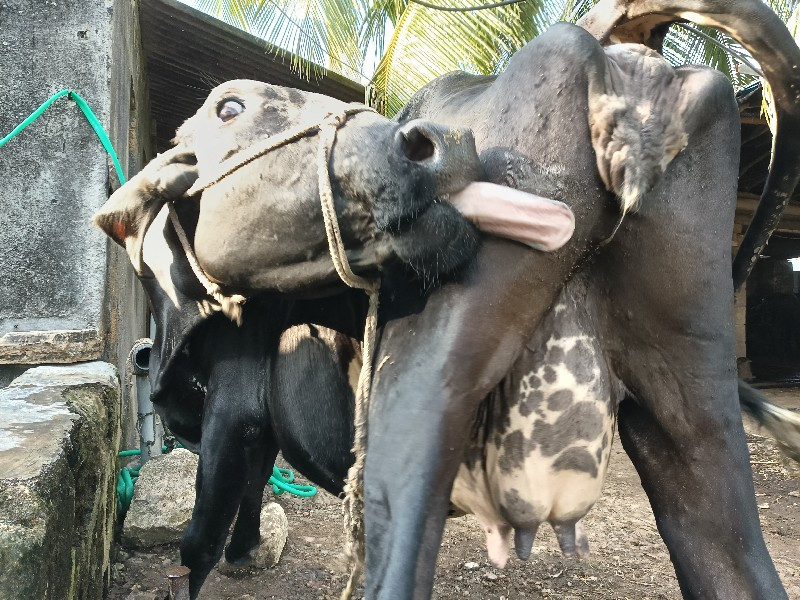 ગાય એસેફ વેષવાન...