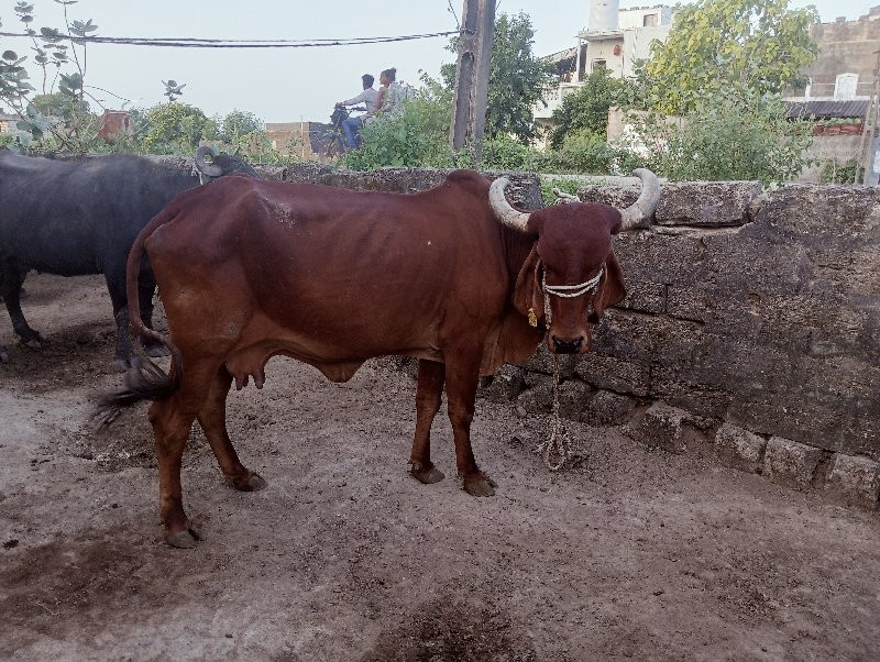 ગીર ગાય વેસવાની...