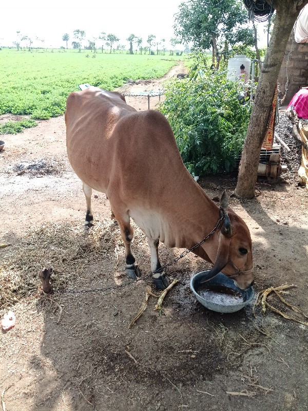 ગાય વેચવાની છે...