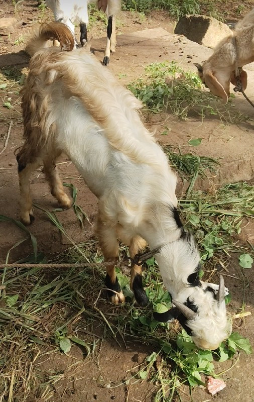 Gujarat ગુજરાત