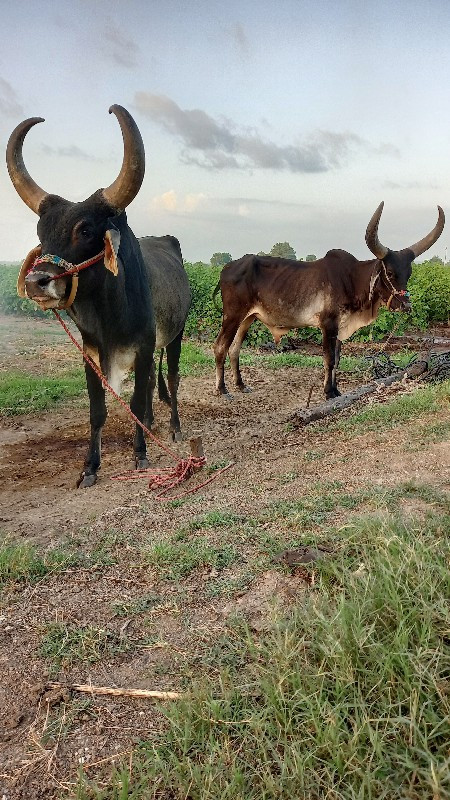 godala vachava...