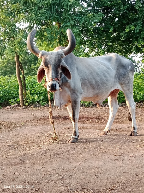 બળદ