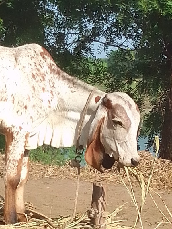 વાસડી