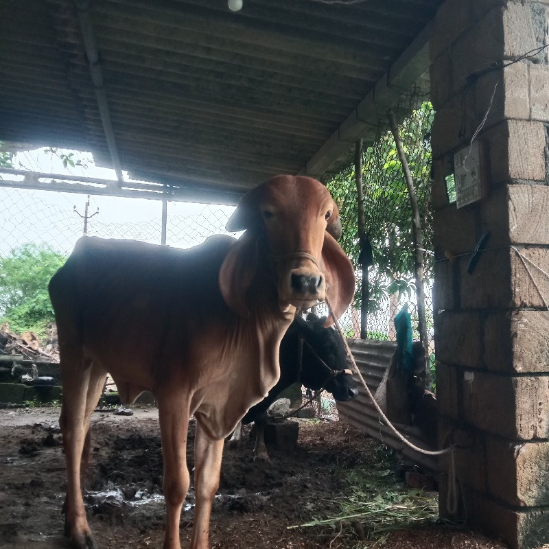 ગીર હોડકી વેશવા...