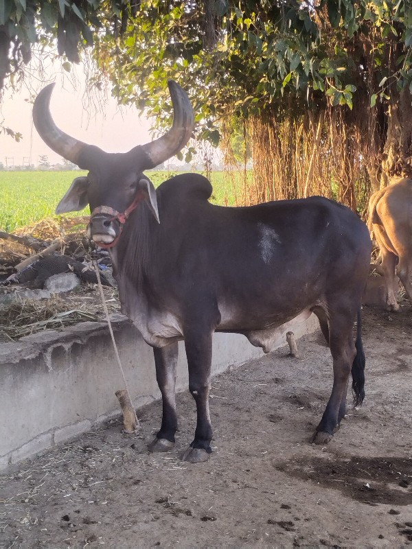 ગોઢલો વેચવાનો છ...