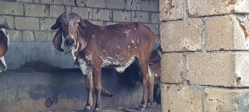 ગીર કાબરી હોડકી...