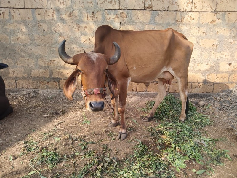 ગાયવેસવાનીસે