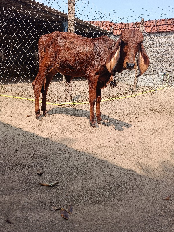 વાછડી વેચવાની છ...