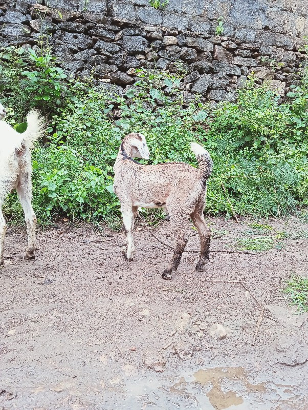 એક બકરી બે બકરા...