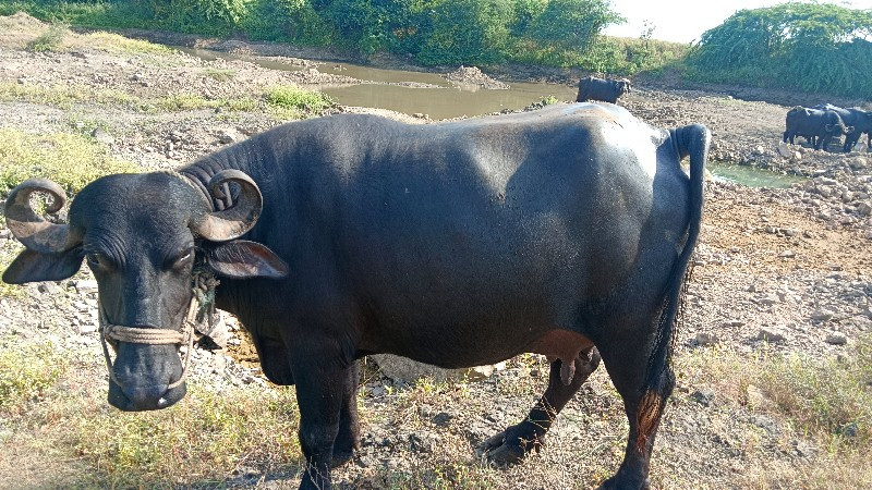 ભેંસ વેચવાની છે