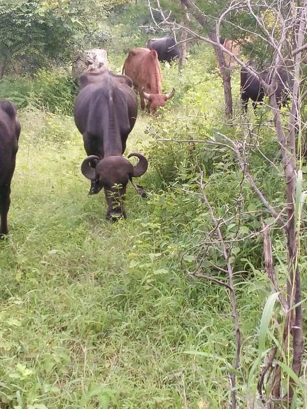 ખડાય વેશવાનિ છે