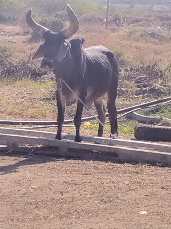 ગોઢલો વેચવાનો છ...