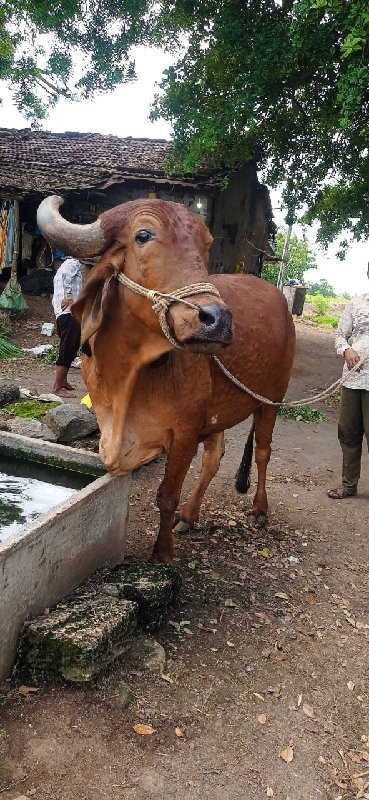 બીજી ધર નો છૅ