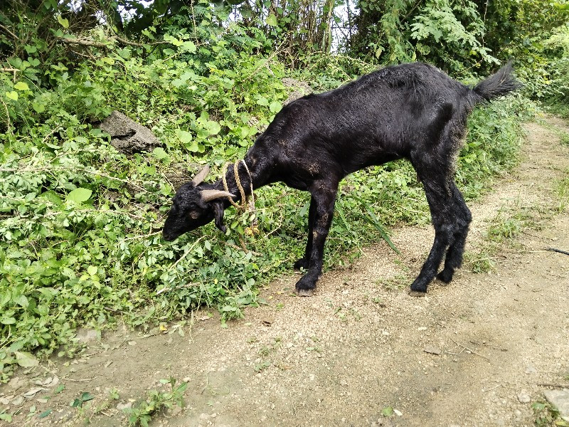 દેશી બકરી, એનો...