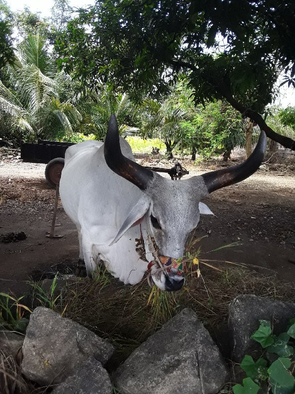 ગોઢલા વેચવાના છ...