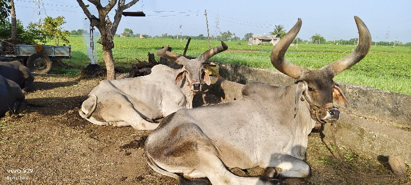 બળદ