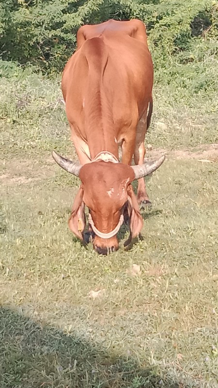 ગાય વેચવાની એક...